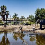 The La Brea Tar Pits and Museum