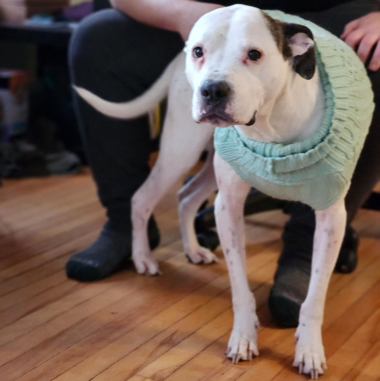 Beanifer, our Beanie baby