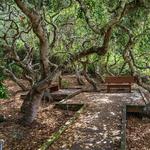 Elfin Forest