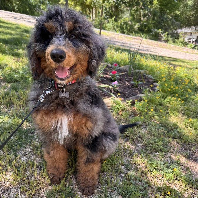 Our poodle, Disco, is named after Micayla’s engagement ring. When the diamond facets catch sunlight, it reflects the light like a disco ball 🪩🕺.