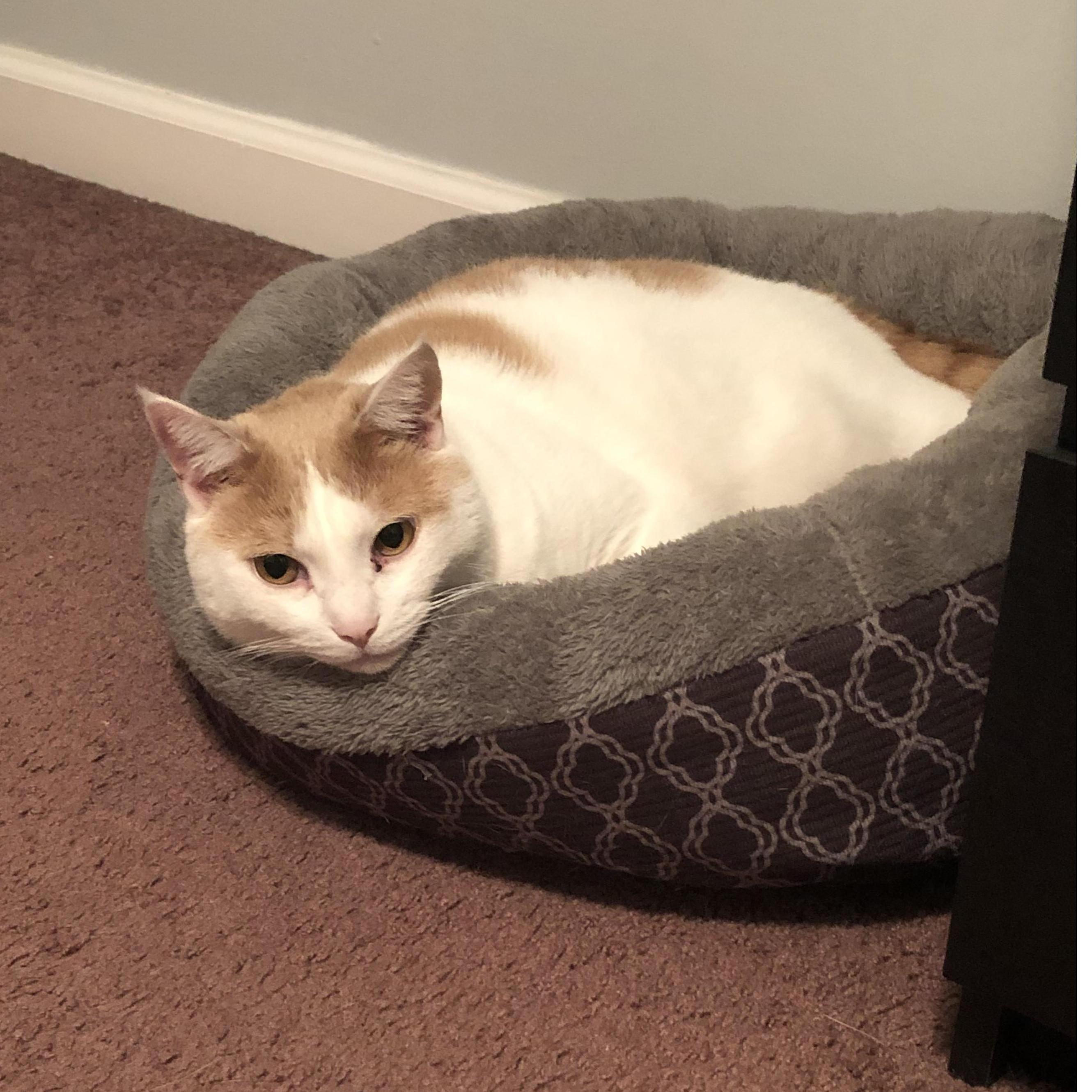 Max is pretty good at being comfy too.