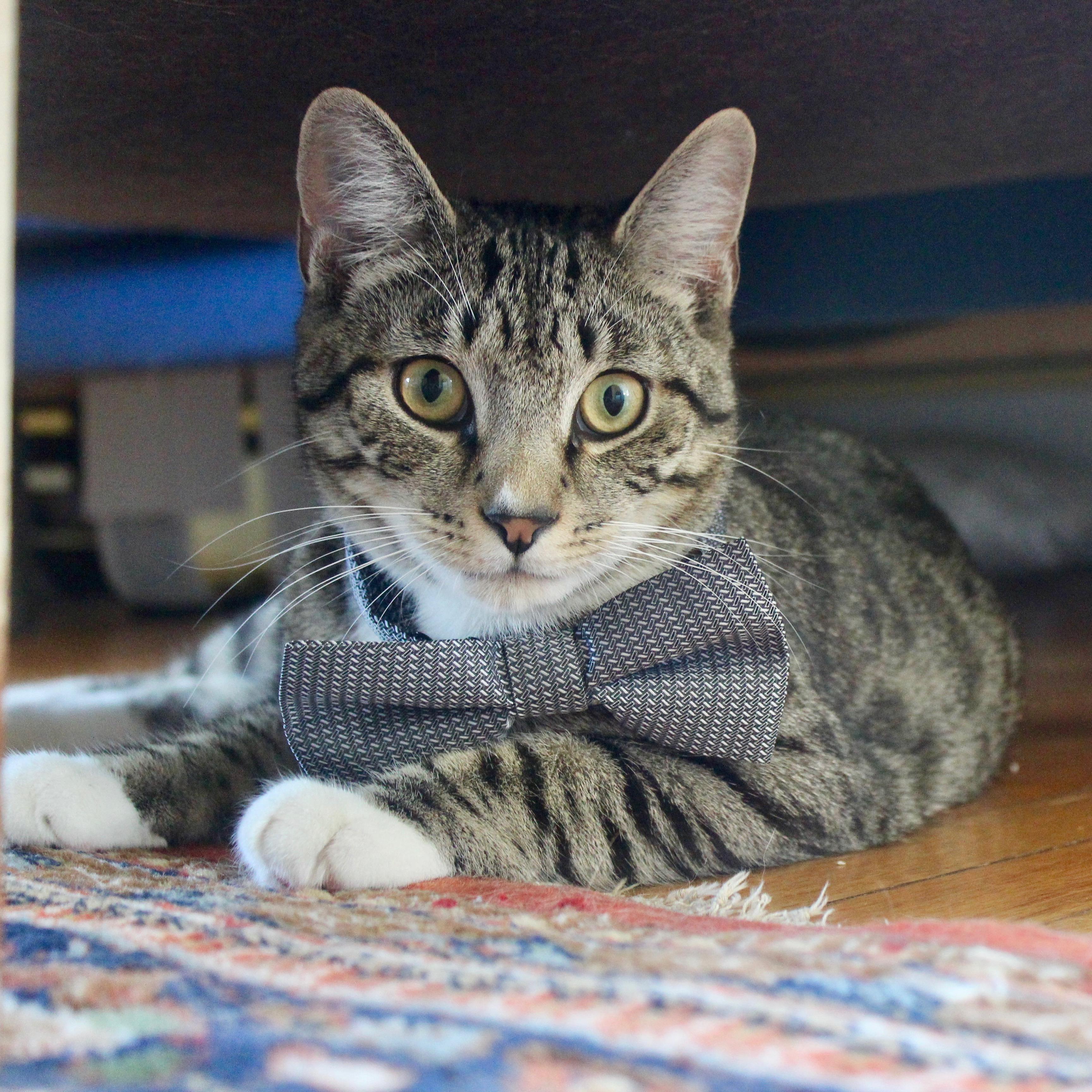 Our cat, Miles, will not be at the ceremony either, but he is also very important to John & Lucy!