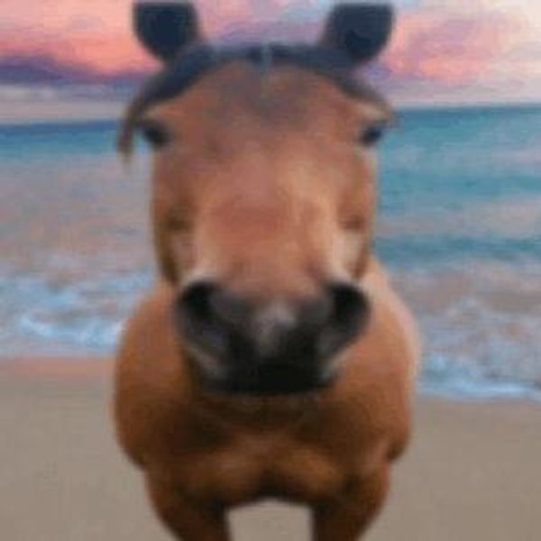 Horseback Riding On Our Honeymoon