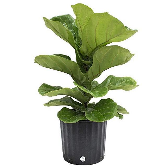 Costa Farms Ficus Lyrata Fiddle Leaf Fig Tree, Live Indoor Plant, Grower's Pot, 20 to 24-Inches Tall