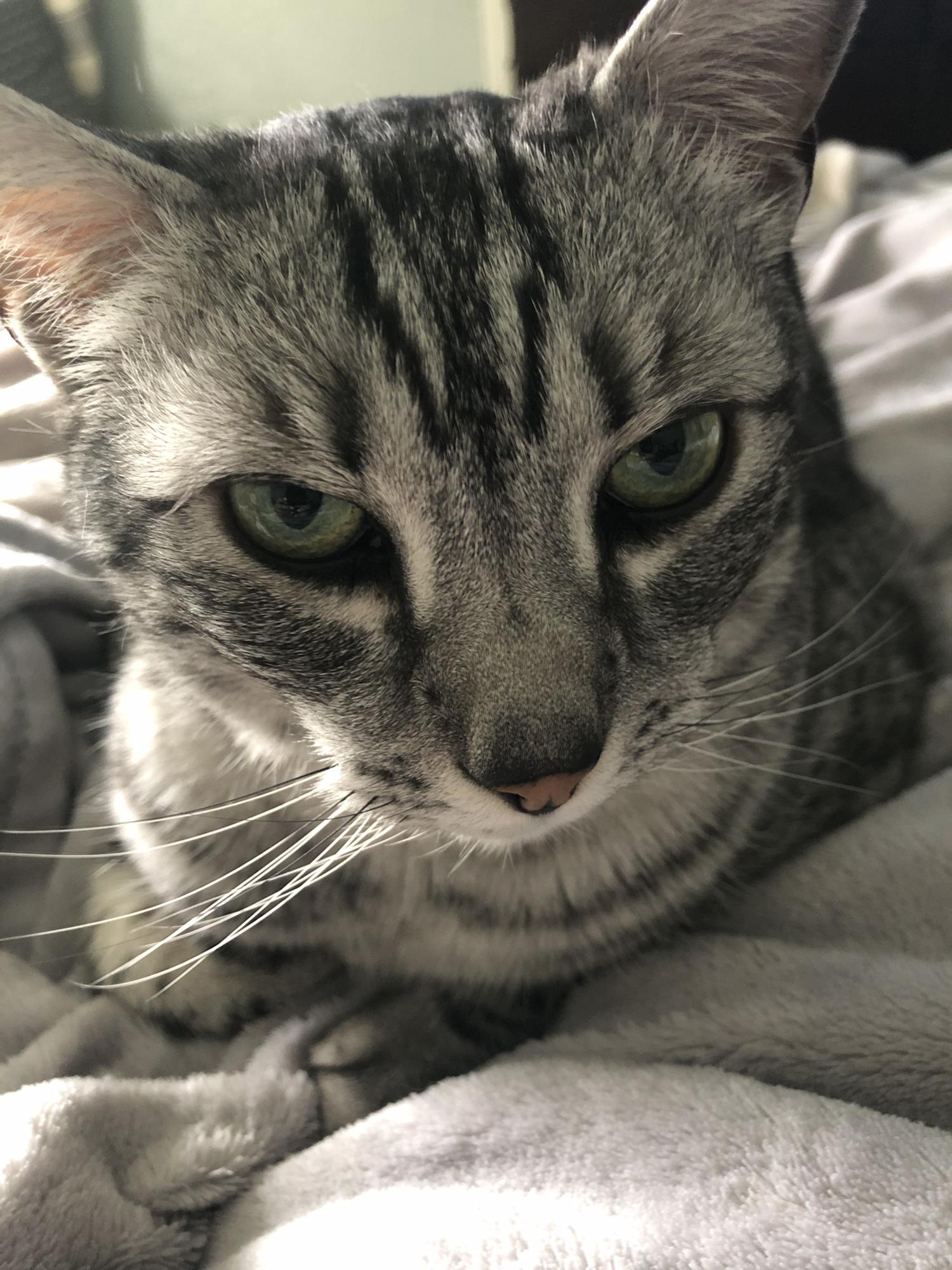 Gonzo, Scott’s Egyptian Mau….sweetest most personable kitty ever.