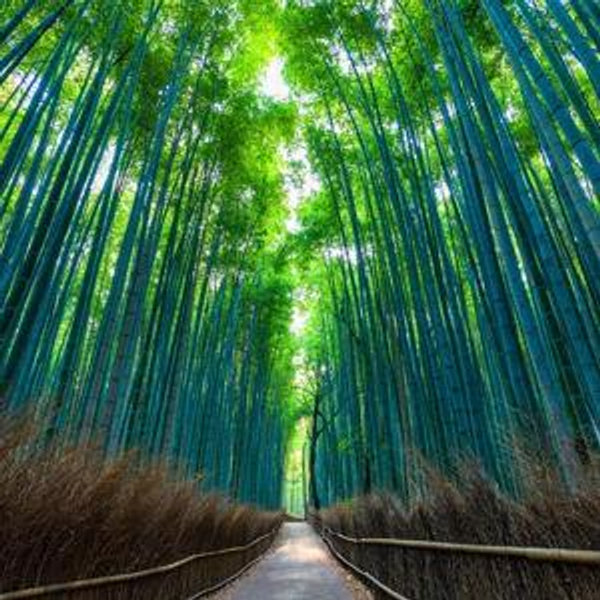 Tour of Arashiyama Bamboo Monkey Park