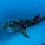 Donsol Whale Shark Interaction Center