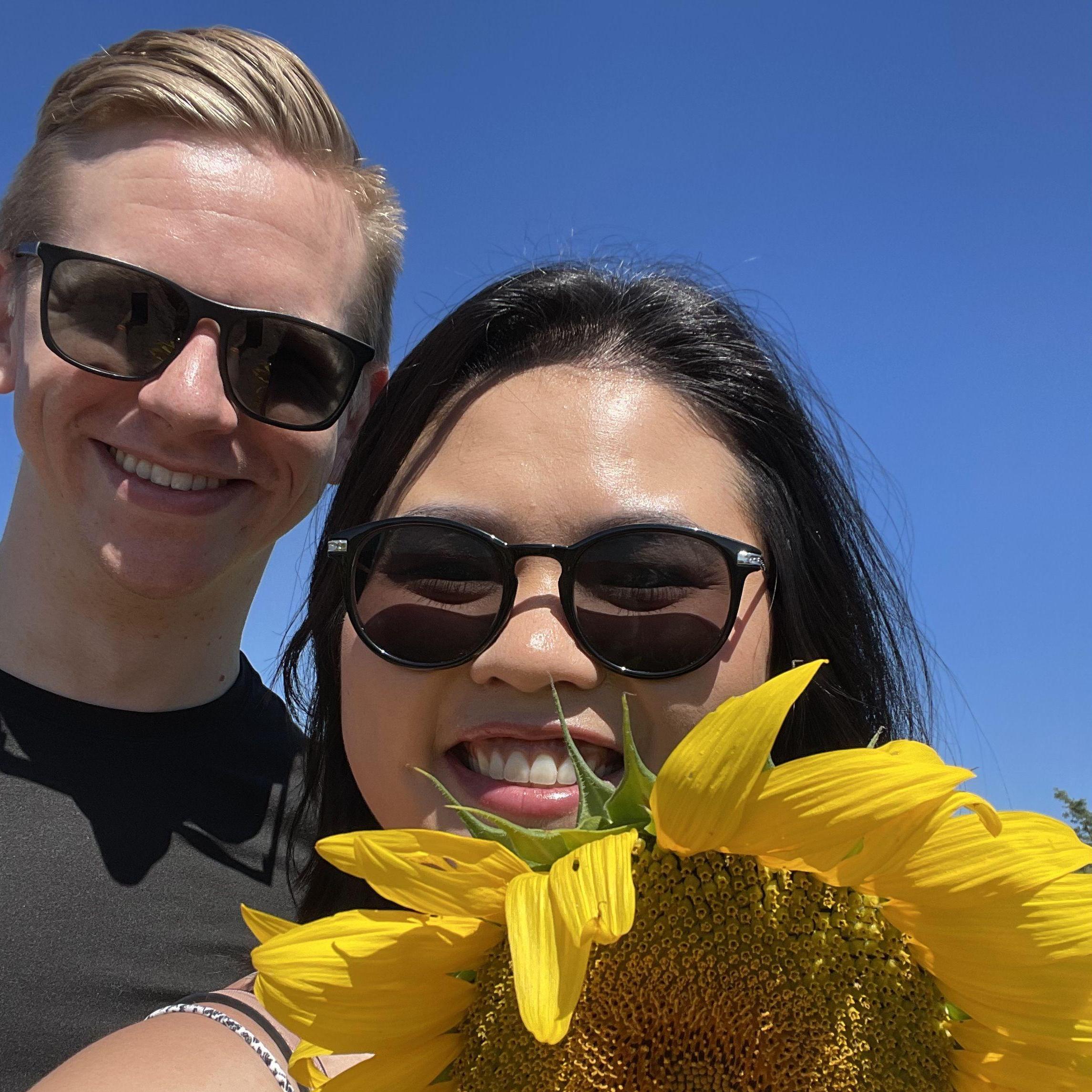 Sunflower farm