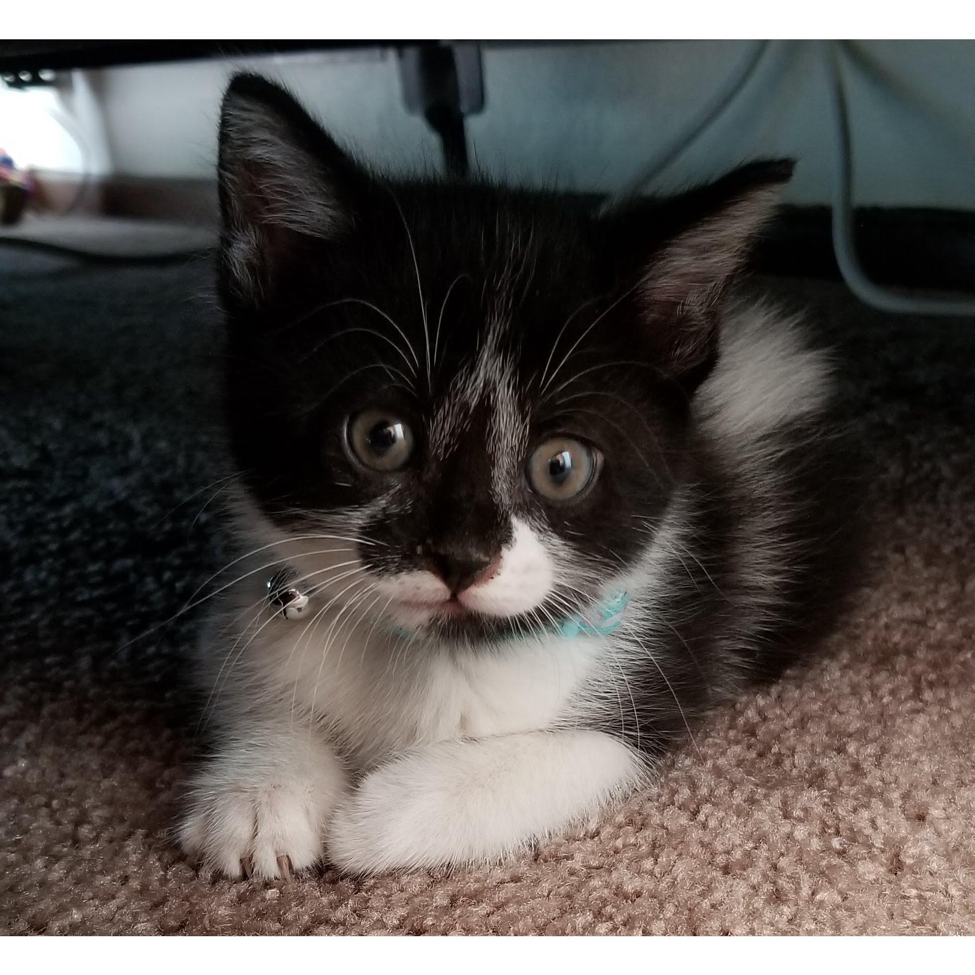 Penelope Olivia: The day we brought her home.