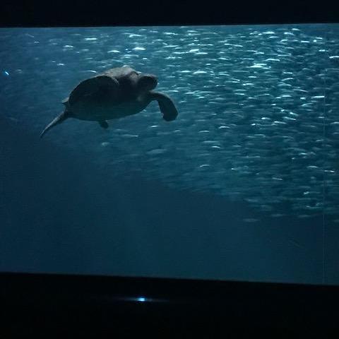 Taken at the Monterrey Bay Aquarium where Danny surprised Jessica with a birthday trip! June 2017