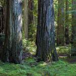 Montgomery Woods State Natural Reserve
