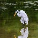Kickerillo-Mischer Preserve