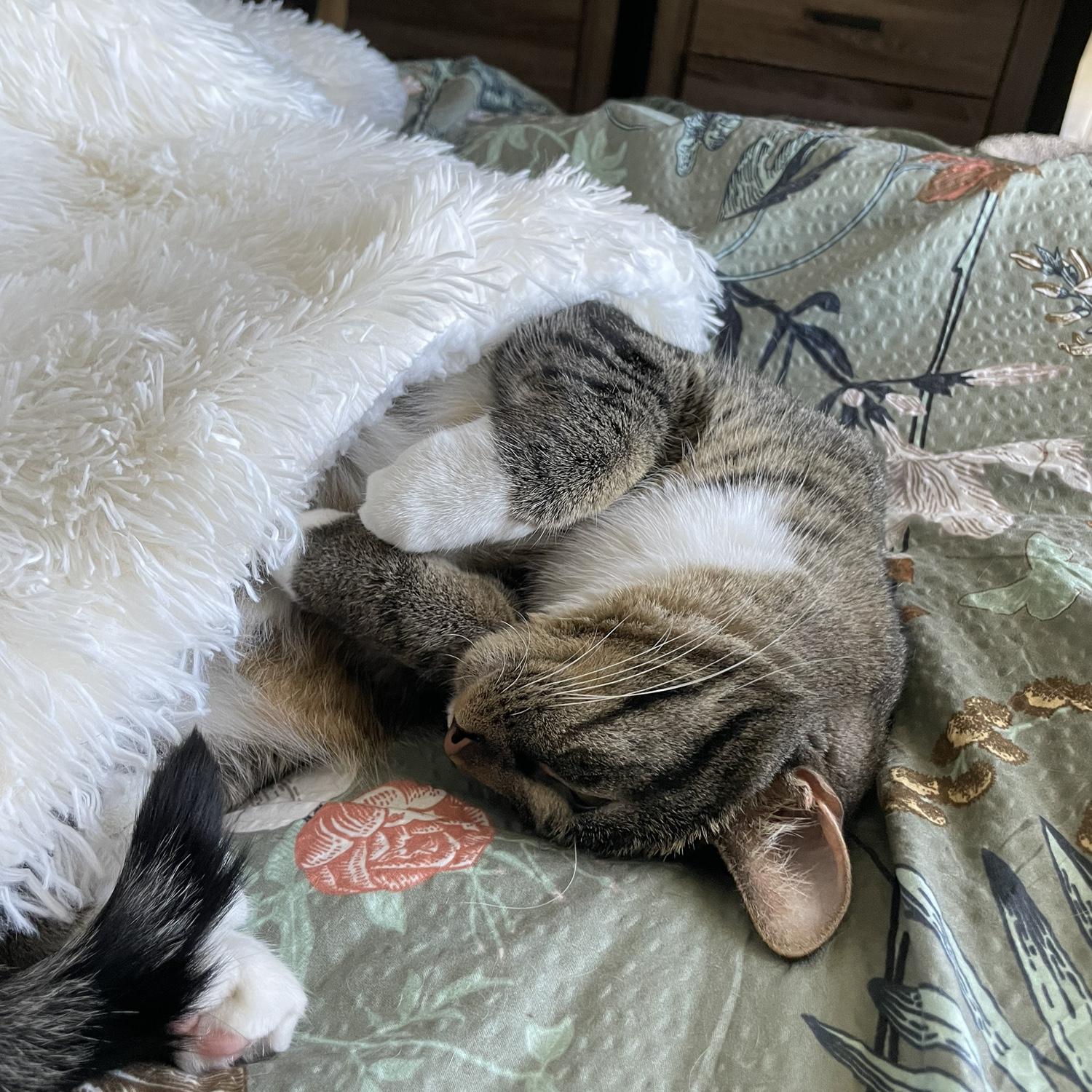Ella’s cat, miss Mabel!