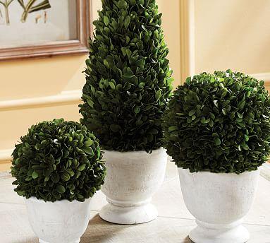 Live Preserved Boxwood Topiary Tree