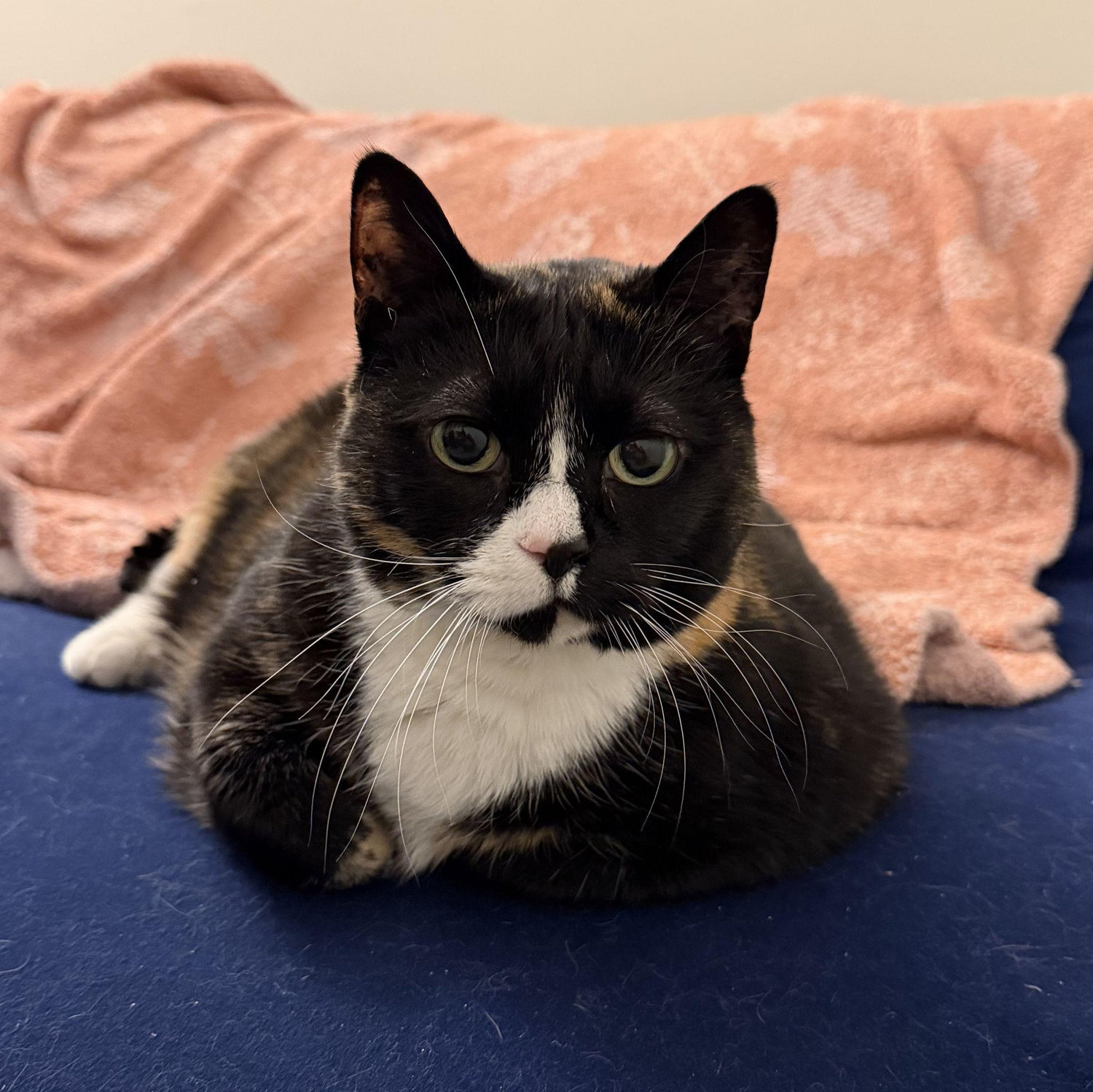 Our cat Cupcake
