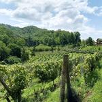 Seven Hawks Vineyards