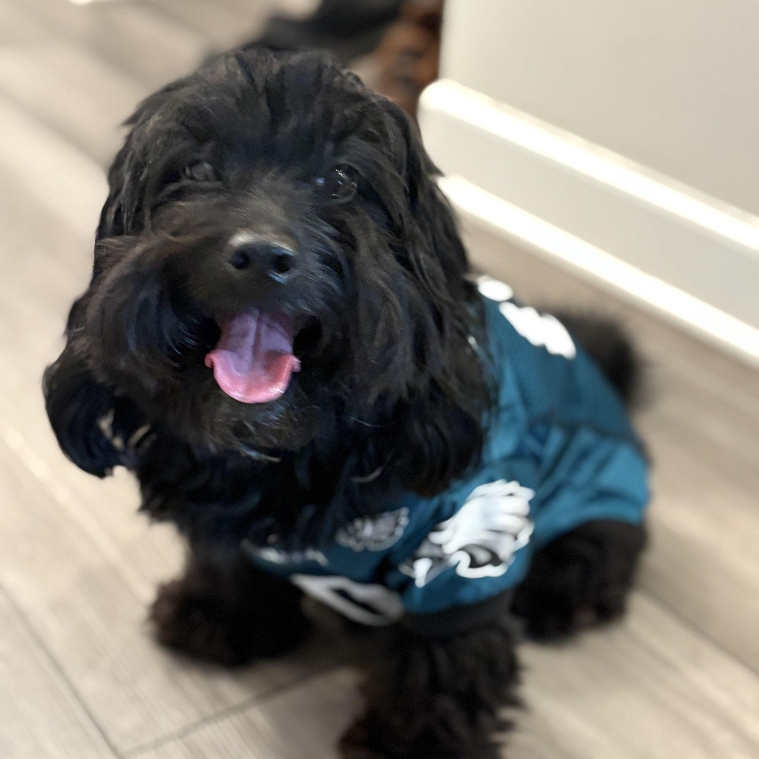 The cutest Eagles fan we know! Our Dog-phew Ollie (Dog nephew lol)!