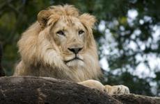 Zoo Atlanta