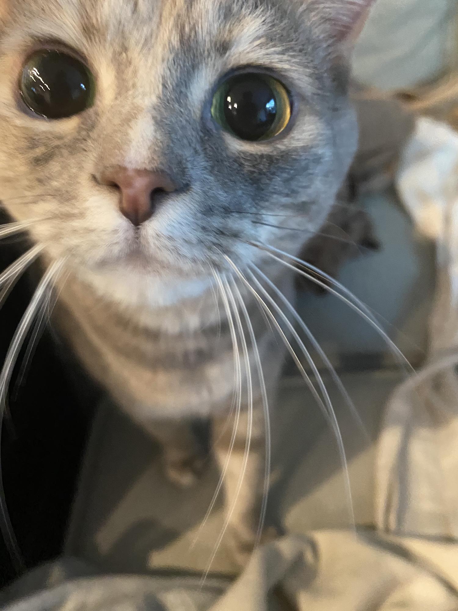 “Oh, still scrolling? You must be here for us. You know, the cats.”