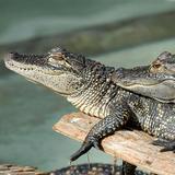 Everglades Holiday Park Airboat Tours and Rides