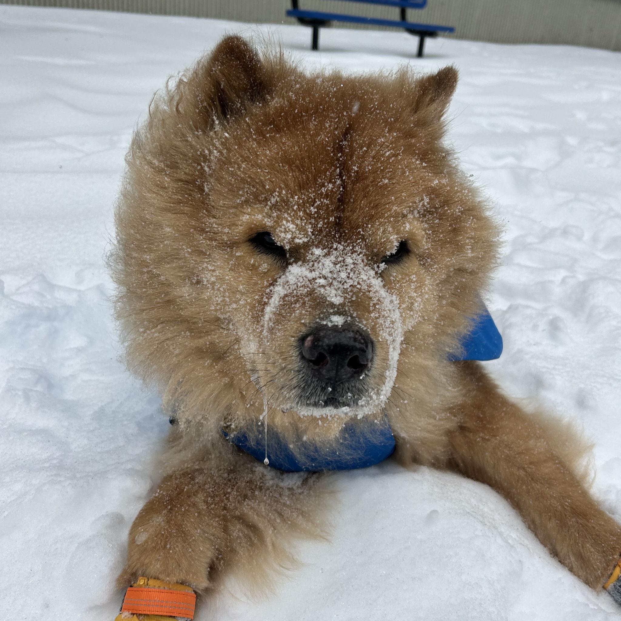 Gumbo in the DC snow