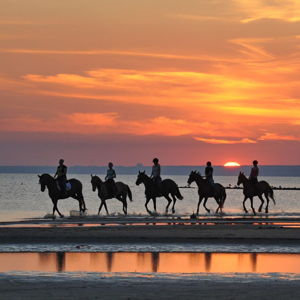 Horseback Riding On Our Honeymoon