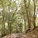 Hidden Gems of Palomar Mountain