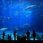 New England Aquarium