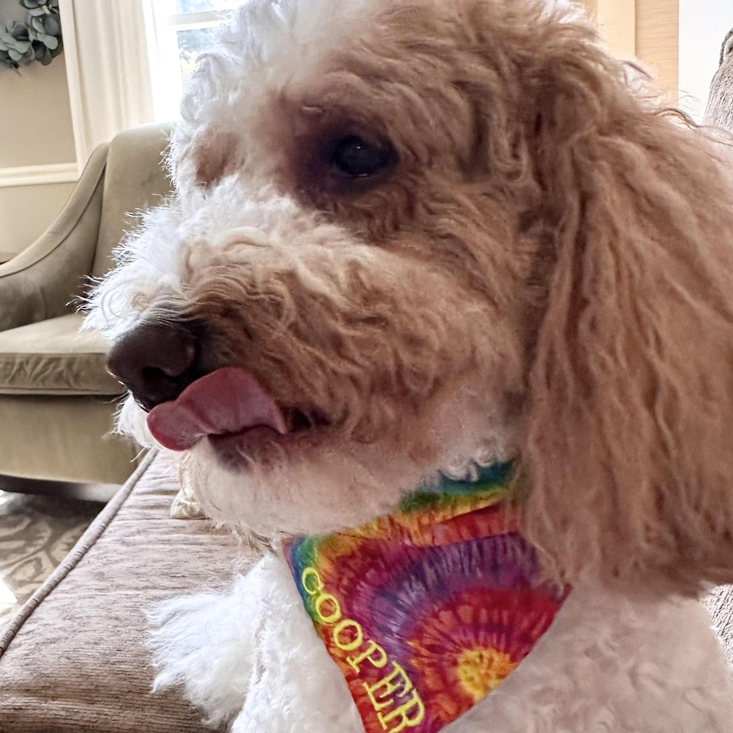 Sophia's favorite sidekick and snuggle buddy, Cooper aka 'Handsome'