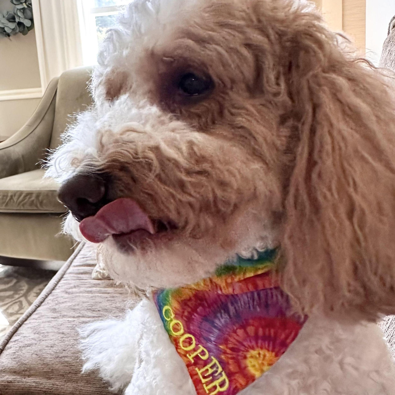 Sophia's favorite sidekick and snuggle buddy, Cooper aka 'Handsome'