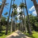 Jardim Botânico - Botanical Garden