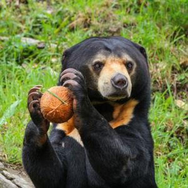 Day trip tour of Phnom Tamao bear sanctuary in Cambodia