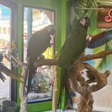Parrot Mountain and Gardens
