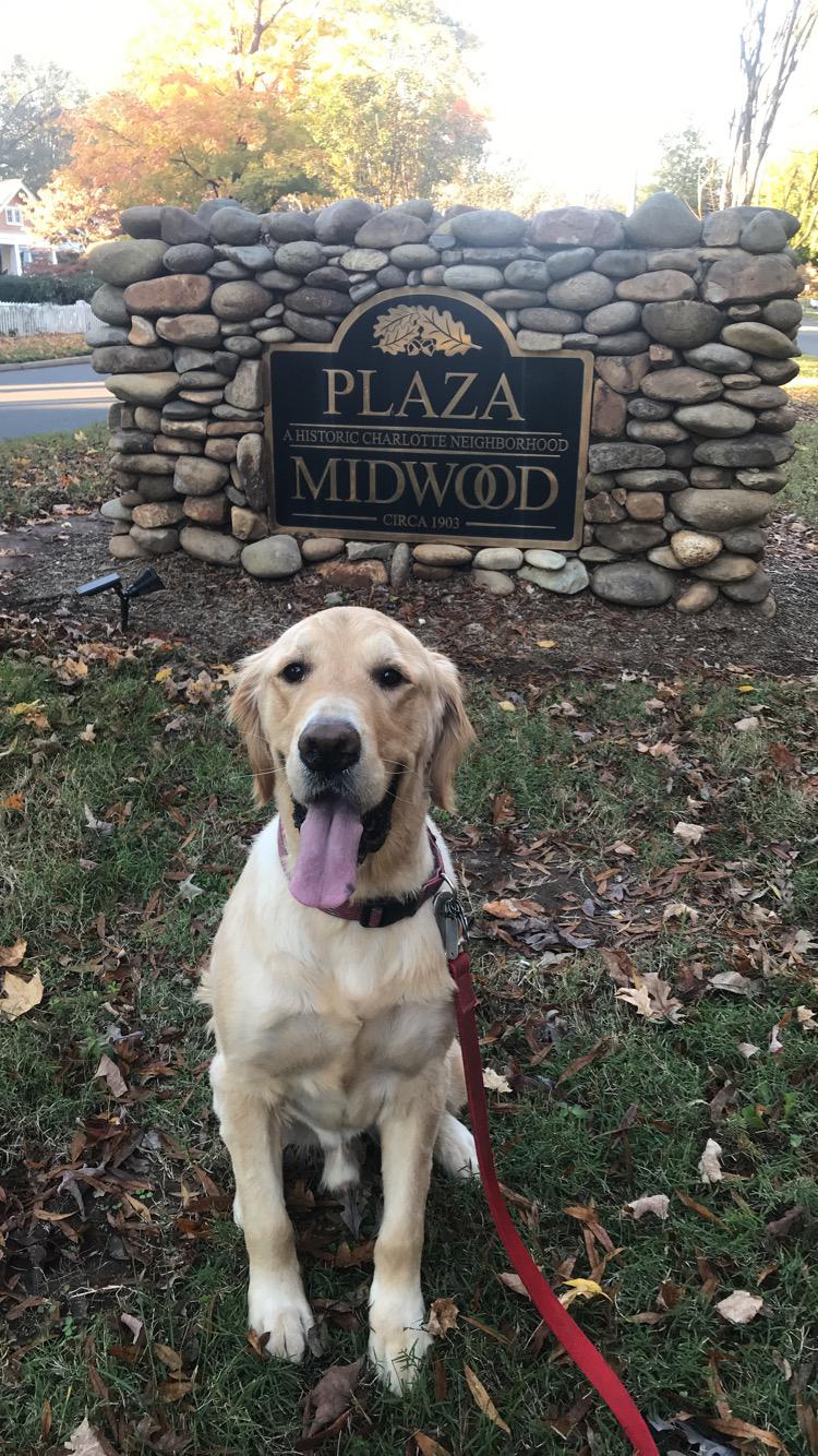 Plaza Midwood- where it all began :)