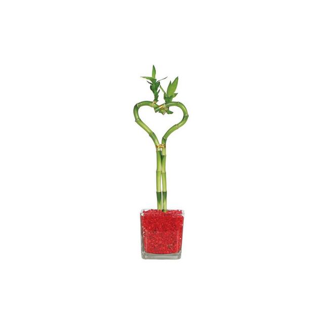 Heart Shaped Bamboo Indoor Live Houseplant - Brussel's Bonsai
