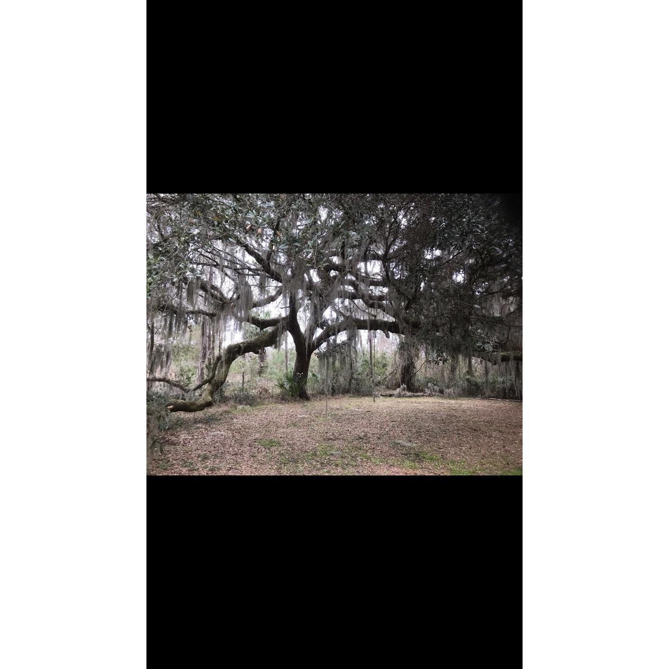 The special tree, that is our Farms namesake