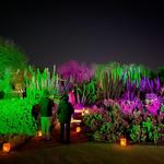 Desert Botanical Garden