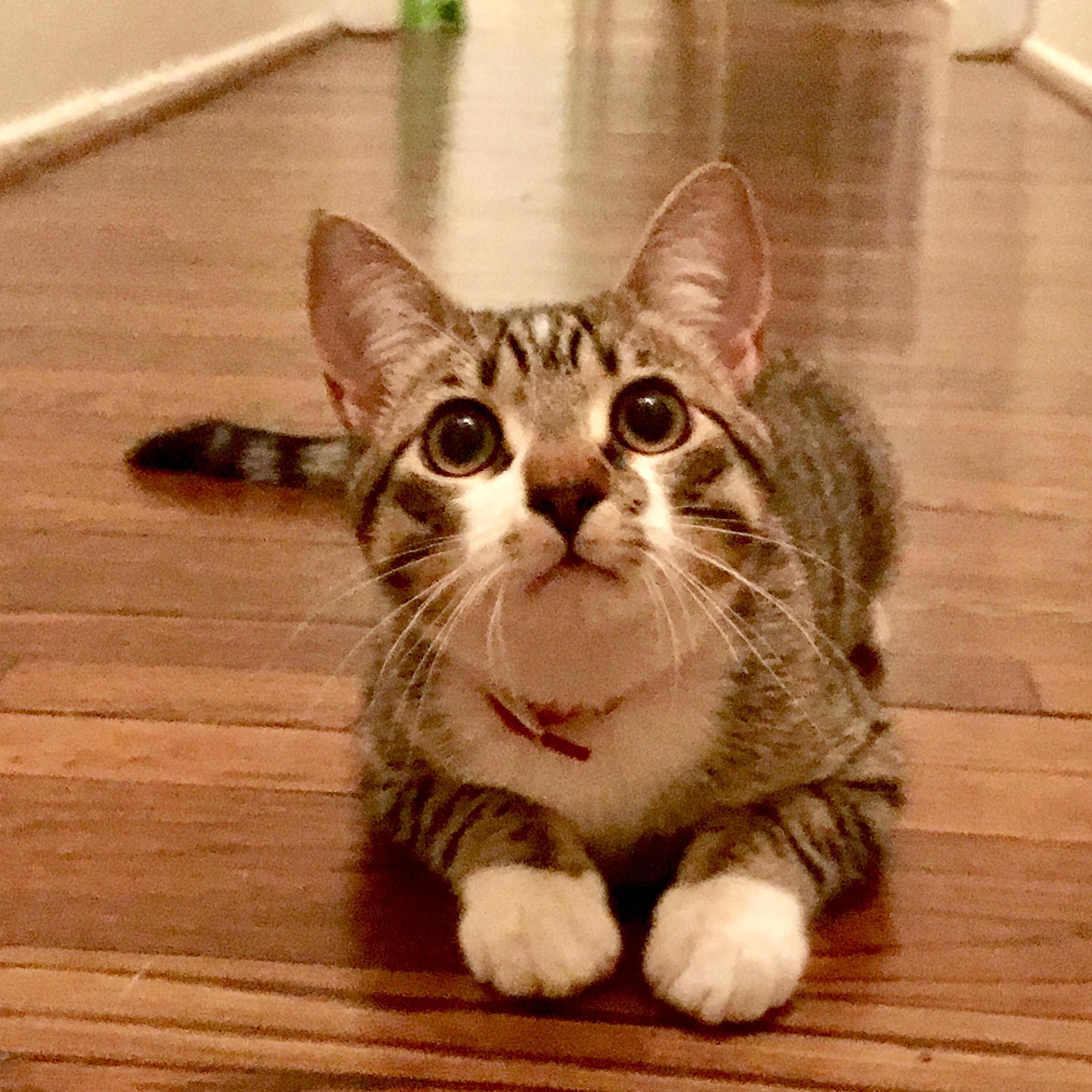 This is our cat, Lil' Pedro.