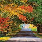 Tunnel of Trees Scenic Heritage Route