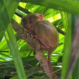 Bohol Tarsier Conservation Area