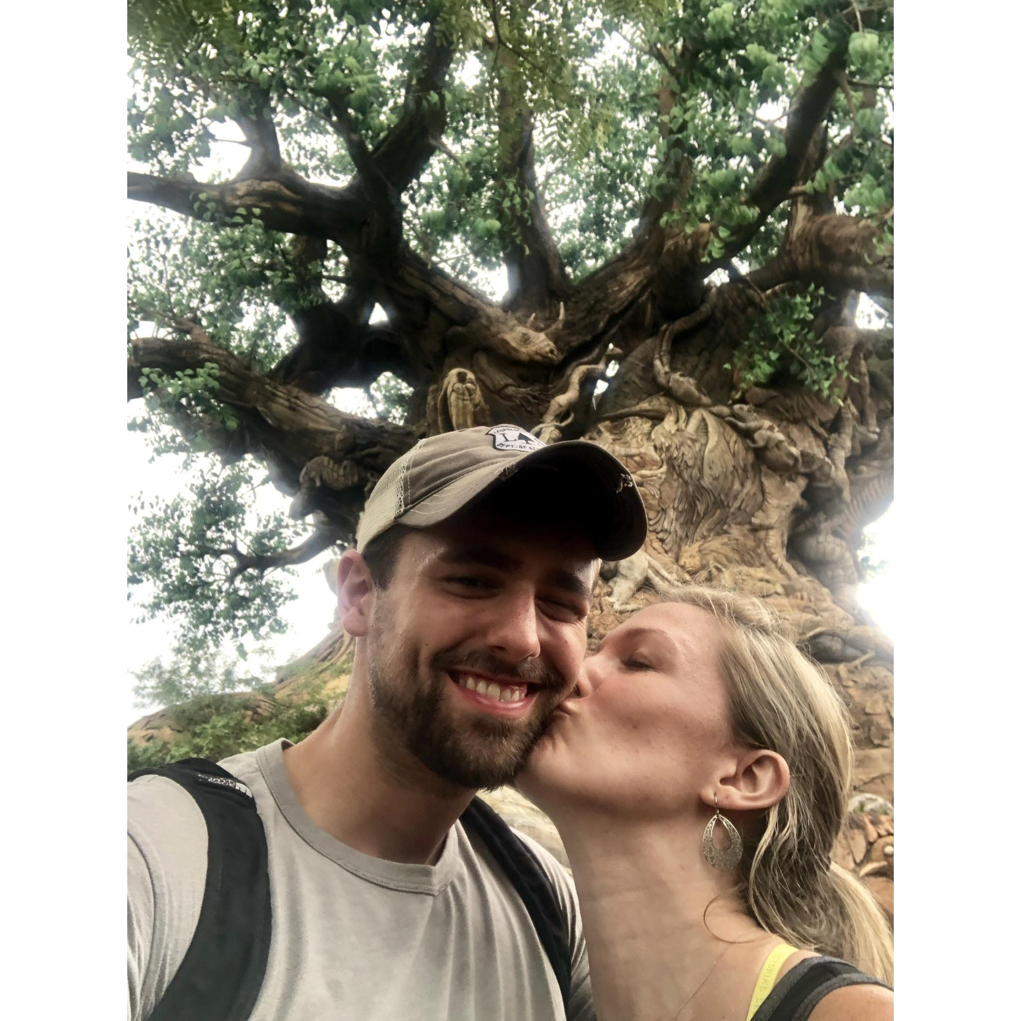 The Tree of Life in Animal Kingdom!