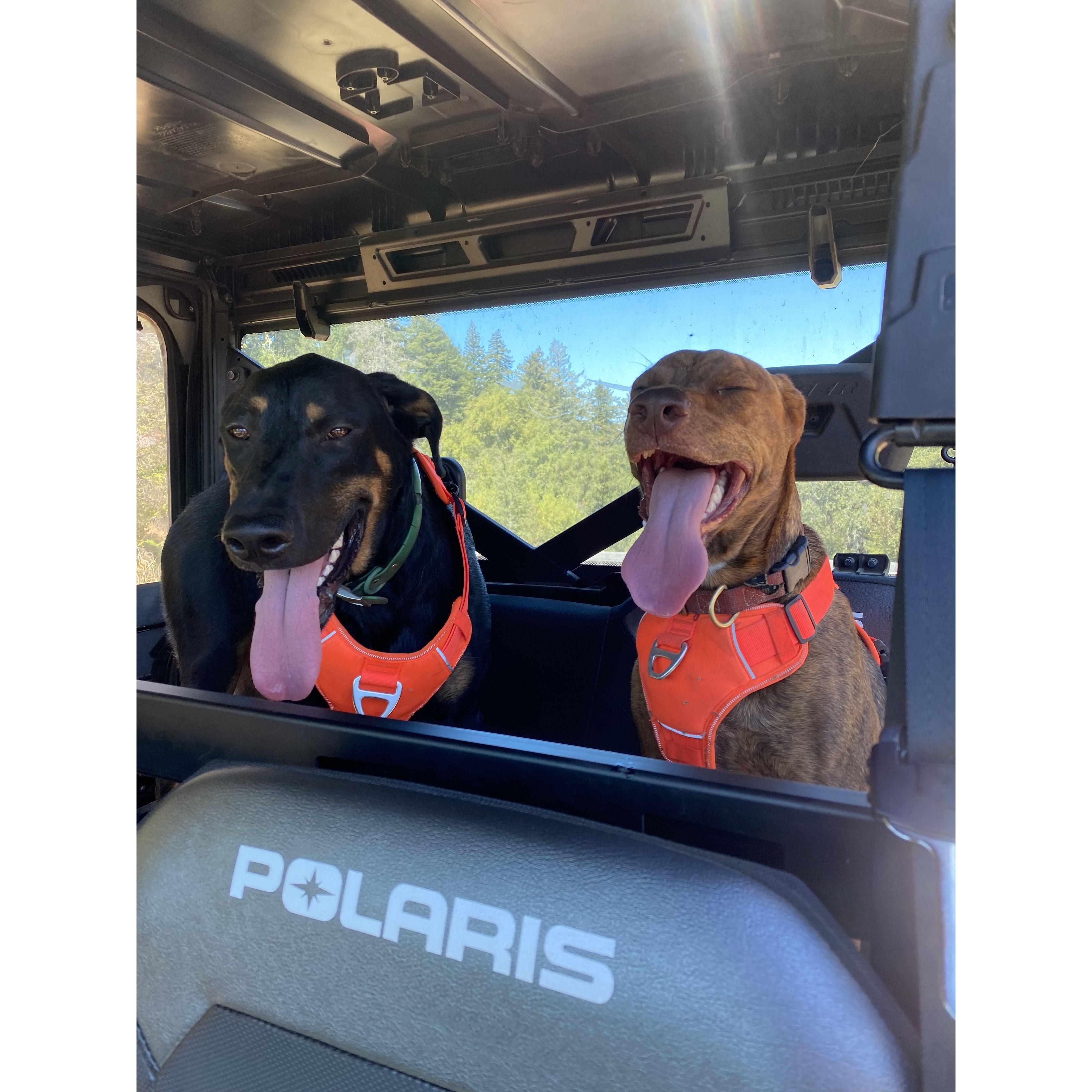 The love of our lives, our dogs Amorcito and Pilli