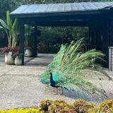 Magnolia Plantation and Gardens