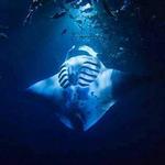 Ocean Encounters- Swim with Dolphins and Manta Rays
