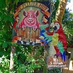 St Croix’s Famous Beer Drinking Pigs