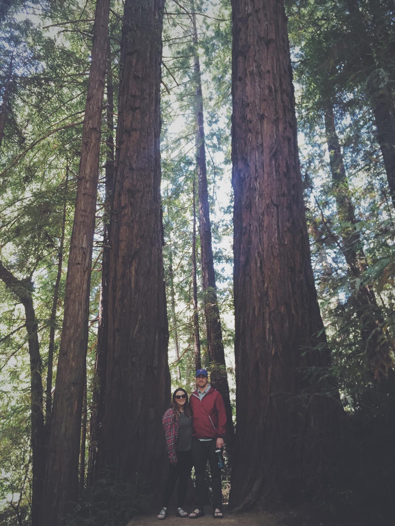 Redwoods