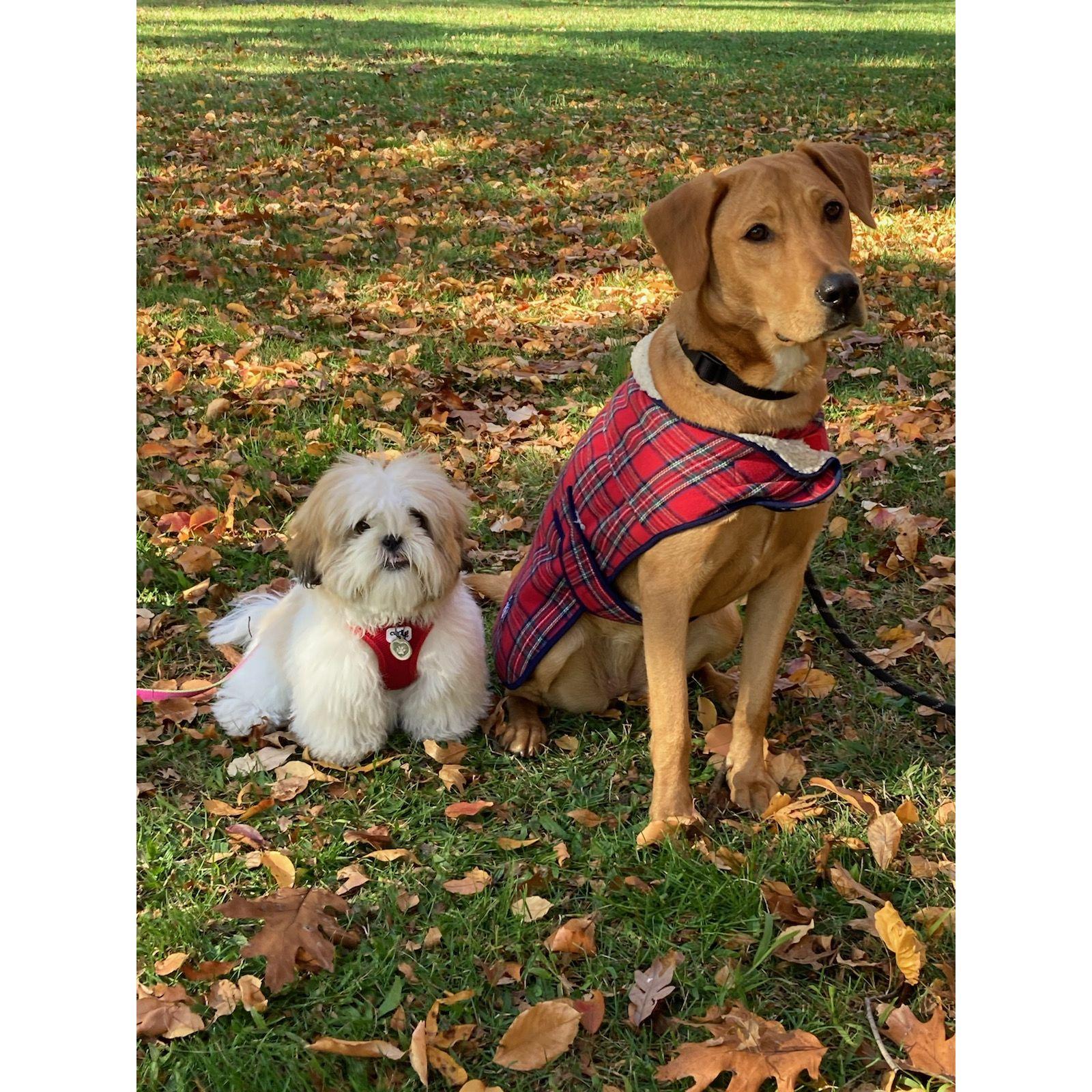 The two newest additions to the Rosenberg-Zavez family, Maple and Saidie, have become great friends!