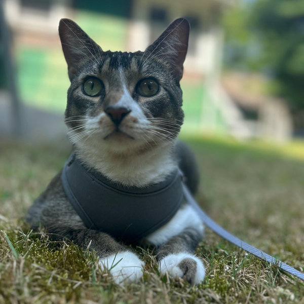 Applesauce's Catio Fund