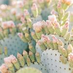Desert Botanical Garden