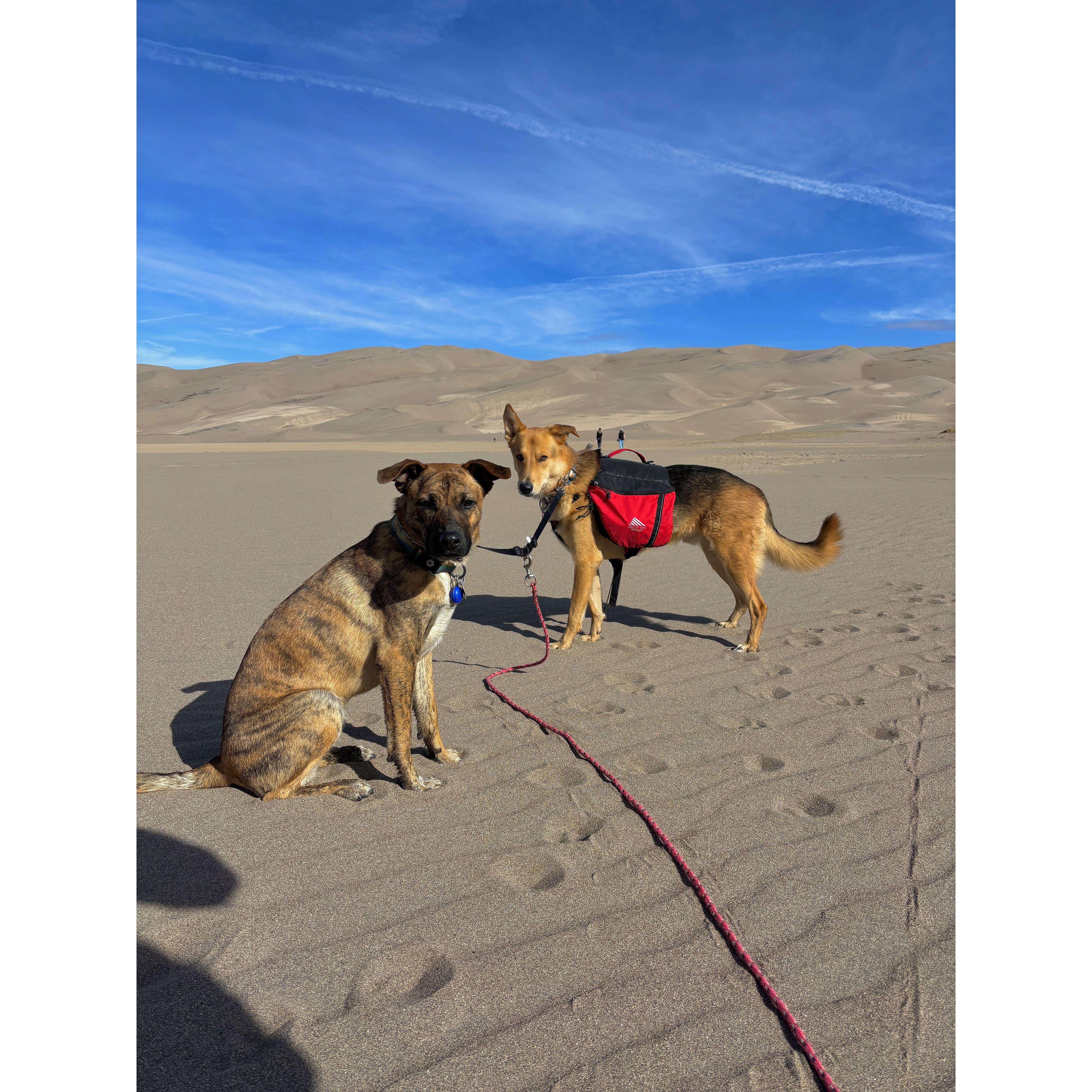 The kids at the Sand Dunes, 2024 (Denali and McKinley)